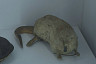 В саратовском музее выхухоль стал символом уходящего времени